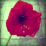 IMG_3701-pola
