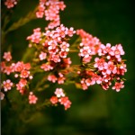 IMG_4107-pola