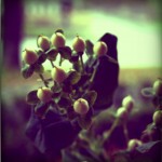 IMG_4109-pola