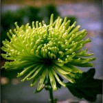 IMG_4118-pola
