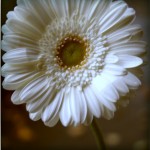IMG_4132-pola