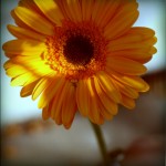 IMG_4133-pola