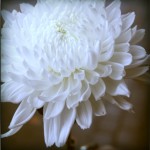IMG_4139-pola
