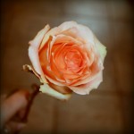 IMG_4150-pola