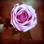 IMG_4151-pola