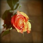 IMG_4153-pola