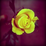 IMG_4155-pola