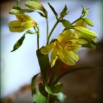 IMG_4156-pola