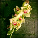IMG_4179-pola