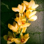 IMG_4180-pola