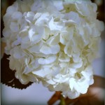 IMG_4182-pola